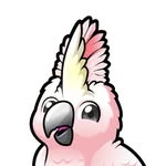 Cockatoo