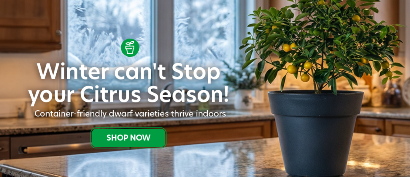 Discover the Delight of Growing Citrus Trees with Yarden - Your Ultimate Guide to a Lush, Fruitful Yarden