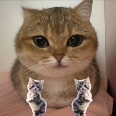Talkingpets